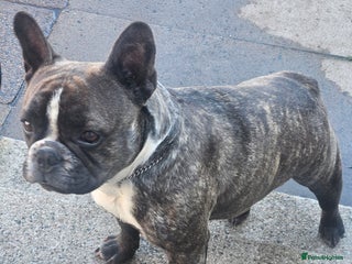 French Bulldog dogs House dog - Advert 1