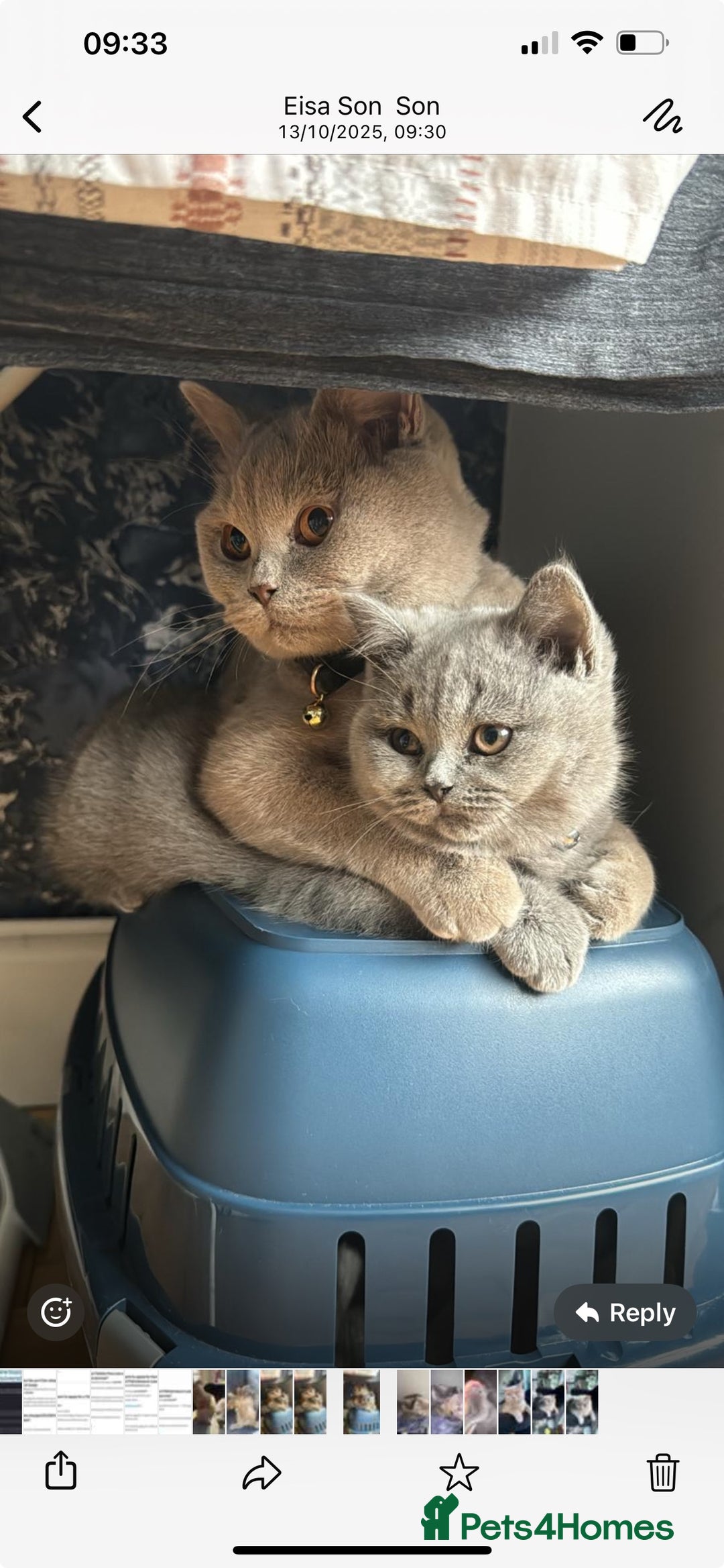 British Shorthair cats for sale: Grey British shorthair  - Image 1