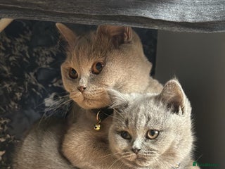 British Shorthair cats - Advert 31