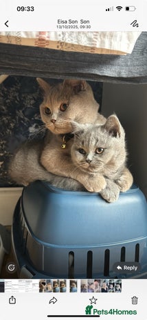 British Shorthair cats - Advert 5