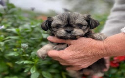 Mixed Breed dogs for sale: Beautiful Chi shi's puppies - Image 6
