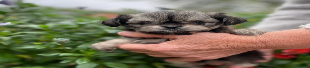 Mixed Breed Puppy 5