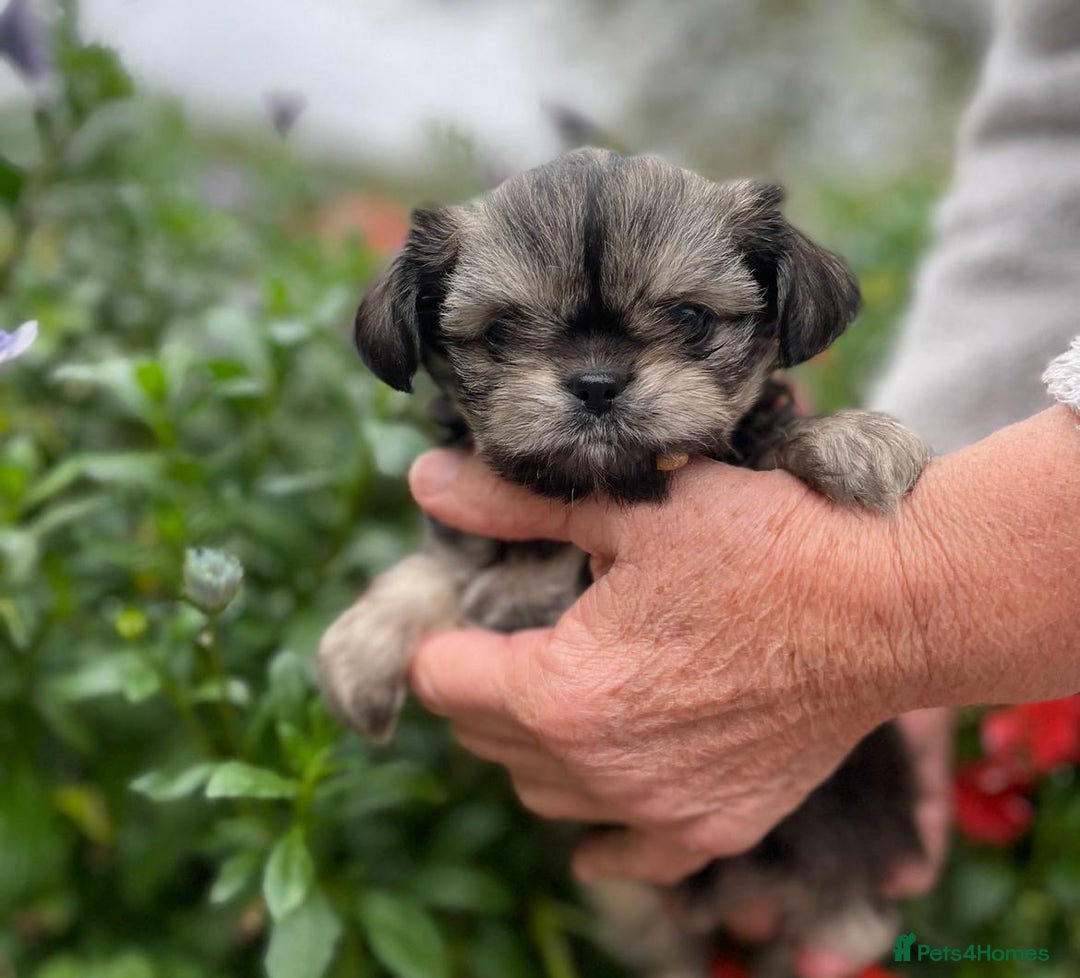 Mixed Breed dogs for sale: Beautiful Chi shi's puppies - Image 6