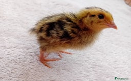Quail poultry for sale: Coturnix, Celadon and Chinese Painted Quail Chicks - Image 11
