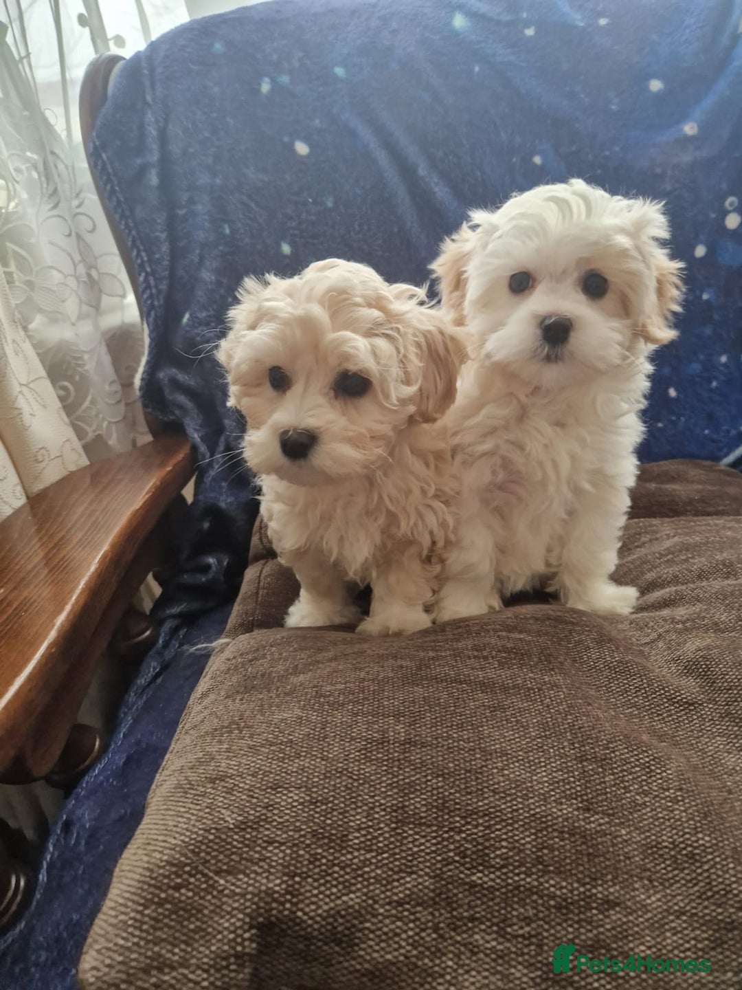 Havanese dogs for sale: Beautiful Bichon Puppies Available!  - Advert 3