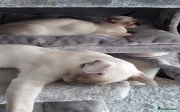 Oriental cats for sale: Full Pedigree Oriental 1 Kitten XL size ears GCCF in Biggleswade - Image 31