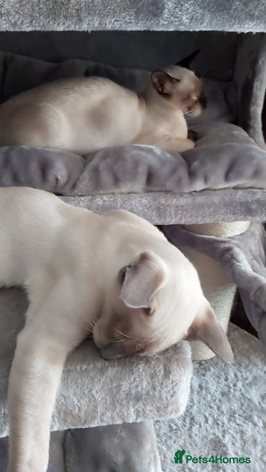 Oriental cats for sale: Full Pedigree Oriental 1 Kitten XL size ears GCCF in Biggleswade - Image 31