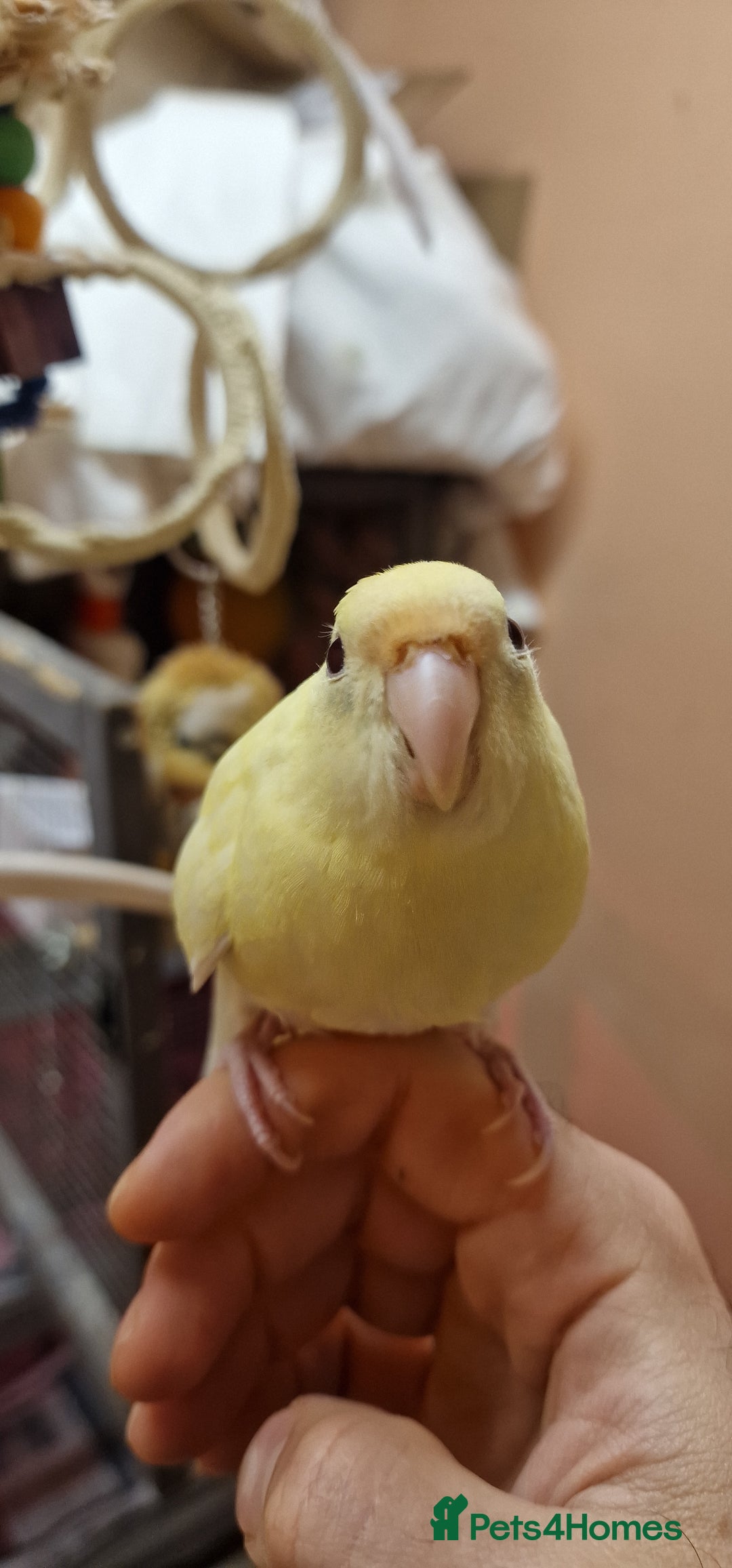 Mixed Breed birds for sale: Kakariki, hand reared ,silly tame - Advert 1