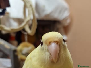 Mixed Breed birds Kakariki, hand reared ,silly tame - Advert 14