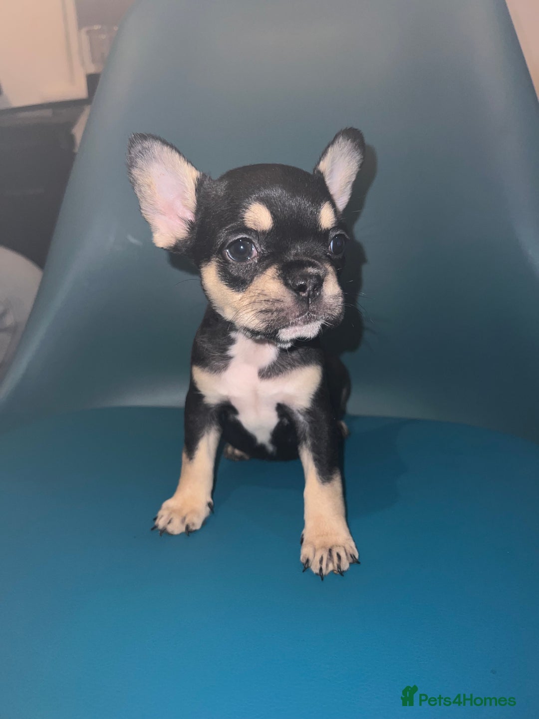 French Bulldog dogs for sale: French Bulldogs - Advert 5