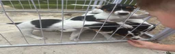 Jack Russell dogs for sale: Jackrussel puppies (5 LEFT) - Advert 3