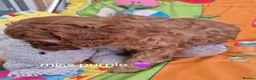 Cavapoo dogs for sale: Complete Dna HEALTH Tested parents cavapoo puppies - Advert 12