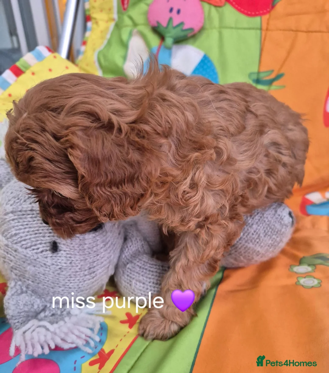 Cavapoo dogs for sale: Complete Dna HEALTH Tested parents cavapoo puppies - Advert 12