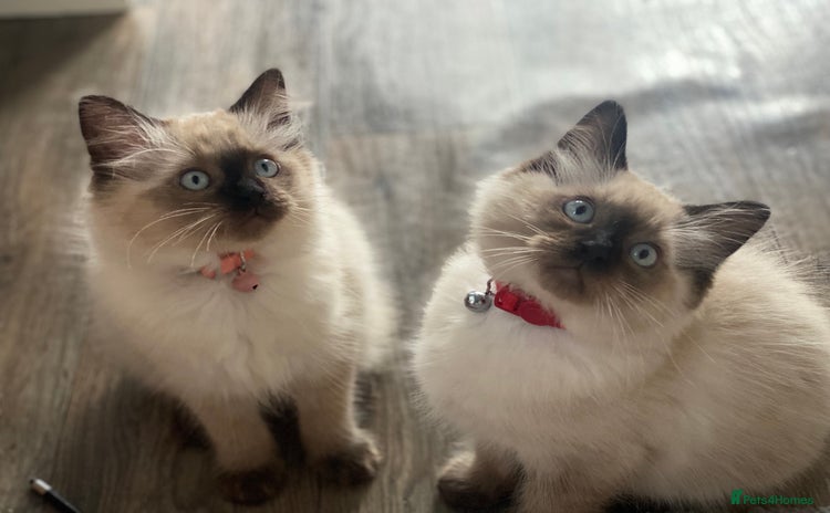 Ragdoll cats - Advert 7