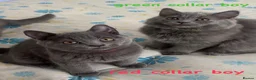 British Shorthair cats for sale: READY TO GO! Gorgeous British Shorthairs ! - Advert 15