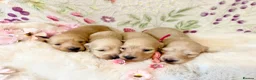 Miniature Dachshund dogs for sale: Cream long haired miniature dachshund puppies  - Advert 6