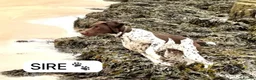 German Shorthaired Pointer dogs for sale: ***STUNNING KC GERMAN SHORTHAIRED POINTERS PUPS*** - Advert 8