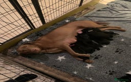 Labrador Retriever dogs for sale: Black Labrador Puppies - Image 5