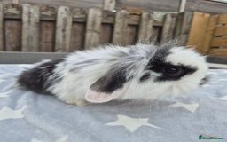 Mini Lion Lop rabbits for sale: 2 baby lion lops 6 week old - Image 4