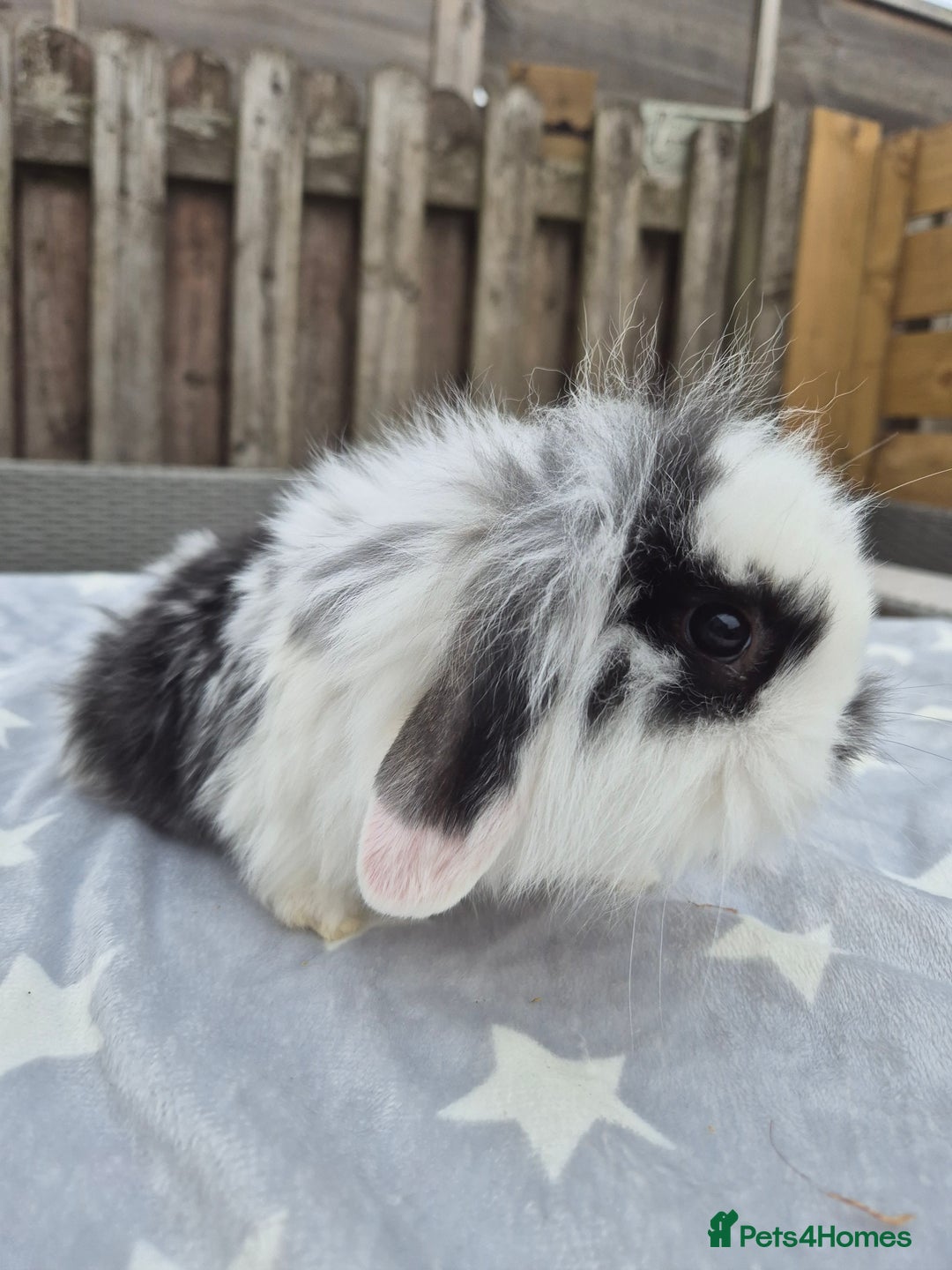 Mini Lion Lop rabbits for sale: 2 baby lion lops 6 week old - Image 4