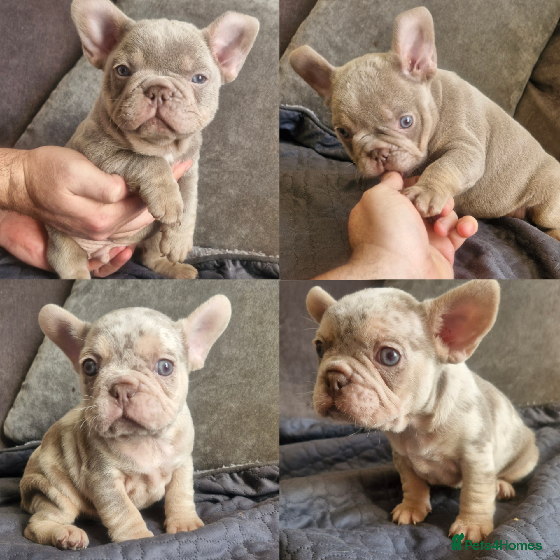 French Bulldog dogs  Stunning merle french bulldogs  - Advert 8