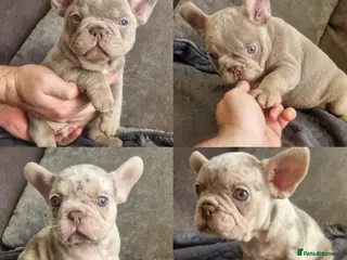 French Bulldog dogs Stunning merle french bulldogs - Advert 8