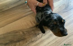 Miniature Dachshund dogs for sale: Miniature dachshund puppies - Image 3