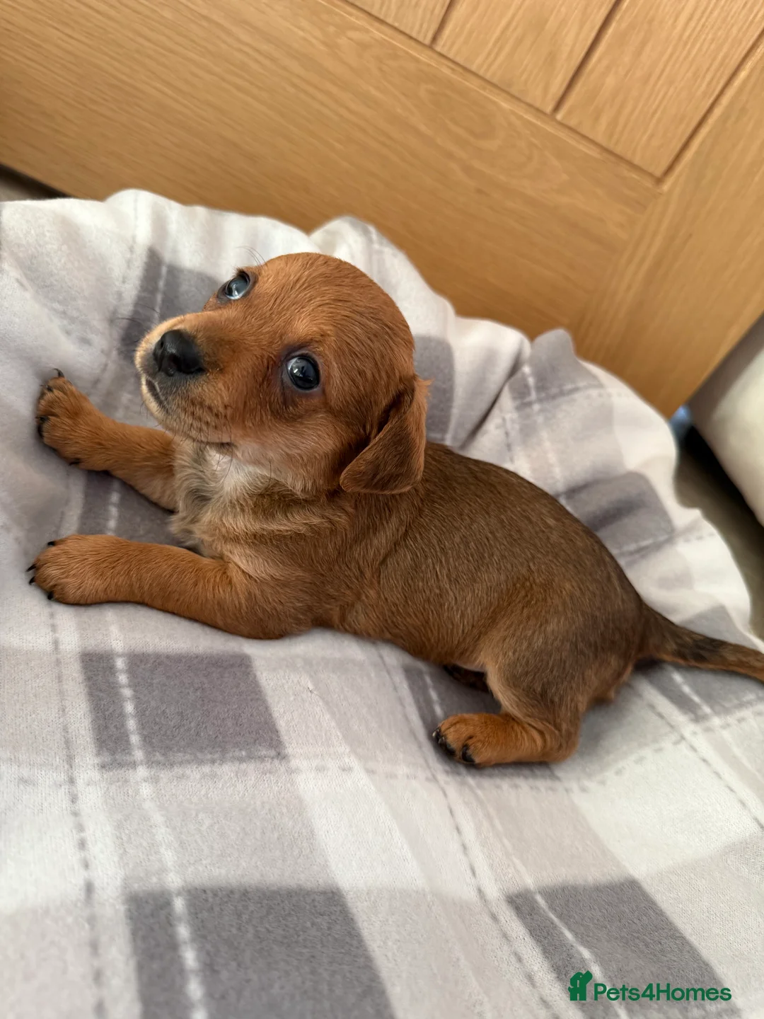 Chiweenie dogs for sale: Beautiful Chiweenie for sale  - Advert 6