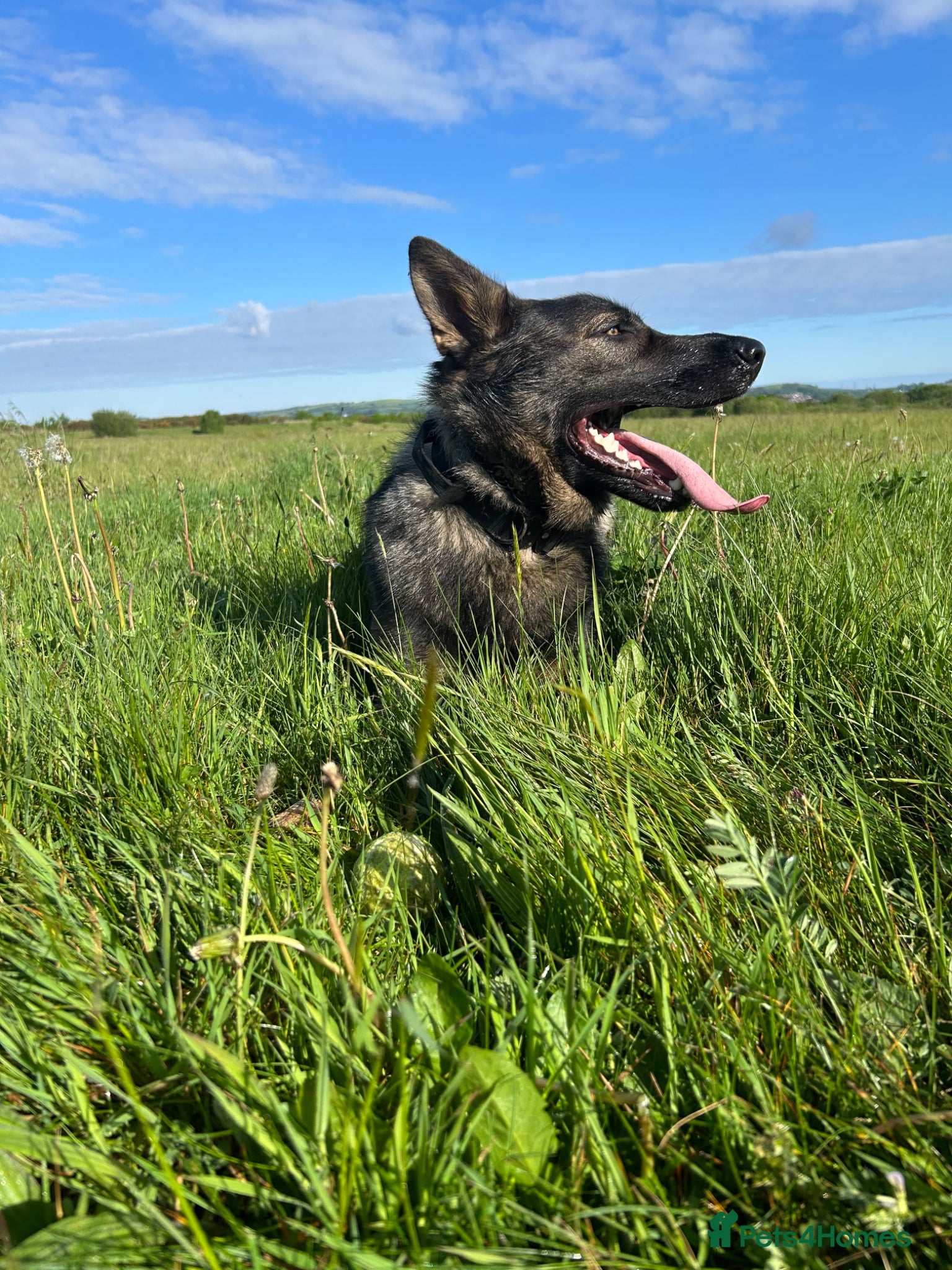 German Shepherd dogs for sale: Sam - German Shepherd GSD - Advert 4