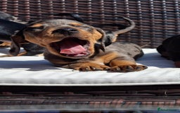 Dachshund dogs for sale: Dachshund puppies 🐶  - Image 7