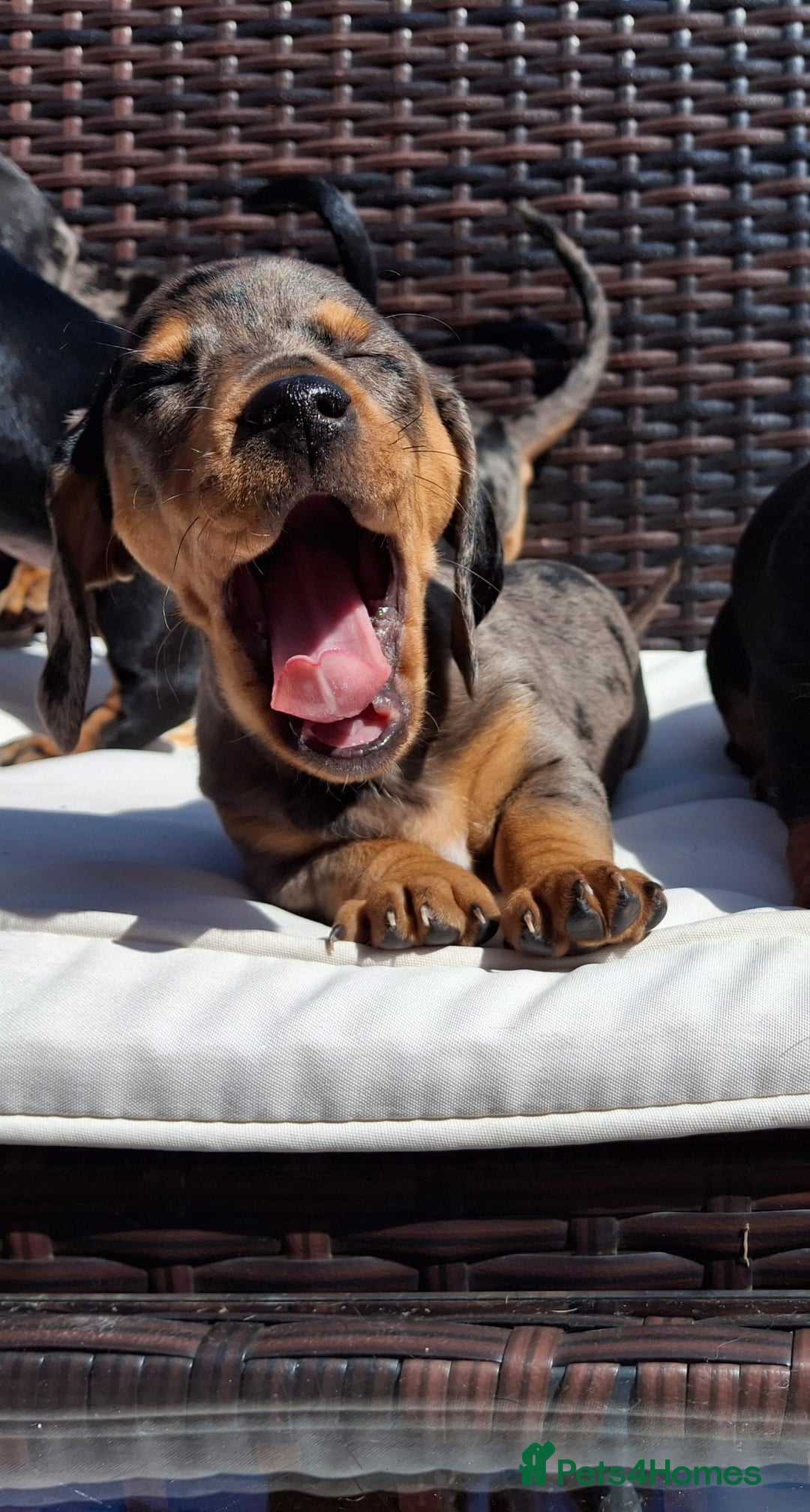 Dachshund dogs for sale: Dachshund puppies 🐶  - Image 7