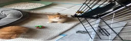 Maine Coon cats for sale: Beautiful Maine coon kittens - Advert 21