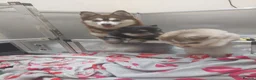 Pomsky dogs for sale: Pomsky Puppy's  - Advert 1