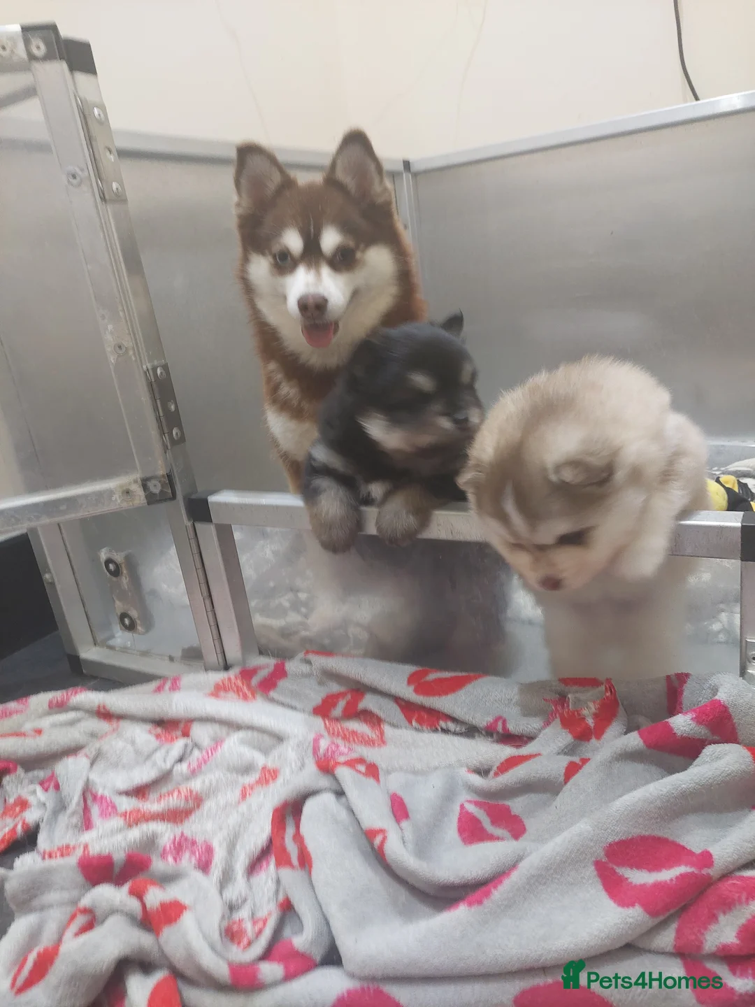 Pomsky dogs for sale: Pomsky Puppy's  - Advert 1