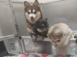Pomsky dogs for sale: Pomsky Puppy's - Advert 1