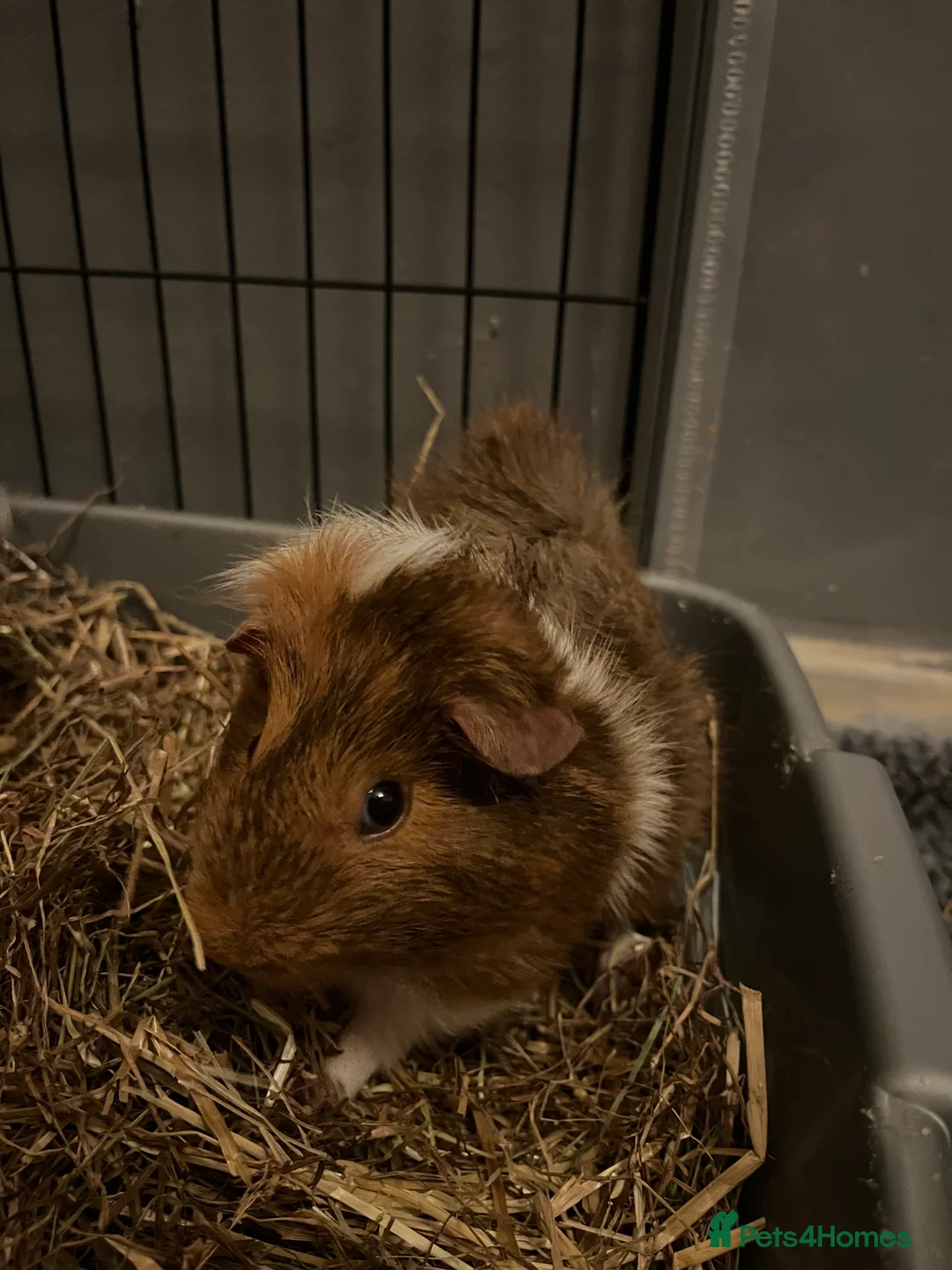 Guinea Pig rodents for sale: guinea pigs  - Advert 1