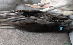 Mixed Breed cats for sale: 2 kittens  - Image 3