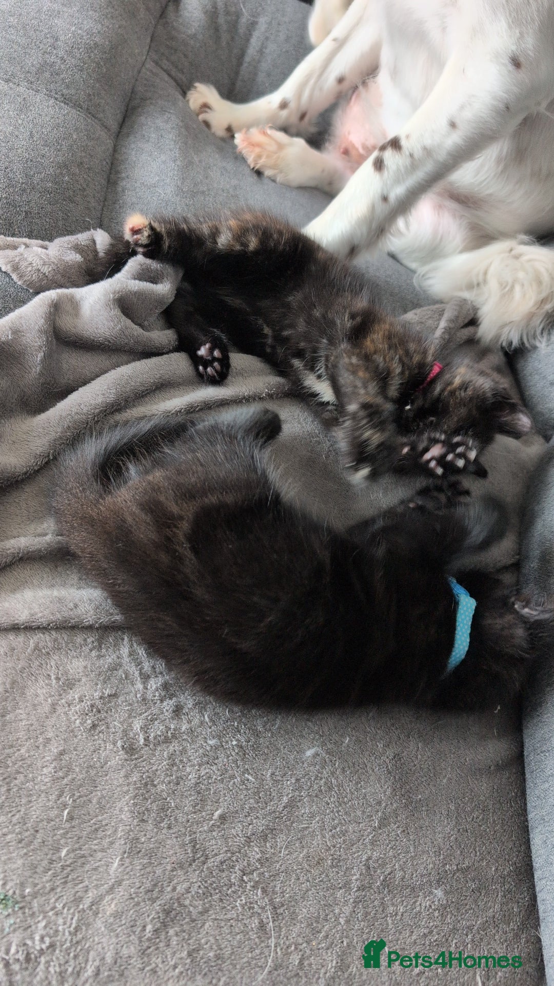 Mixed Breed cats for sale: 2 kittens  - Image 3