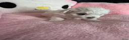 Maltese dogs for sale: 😍Tiny gorgeous Maltese puppies🥰  - Advert 11