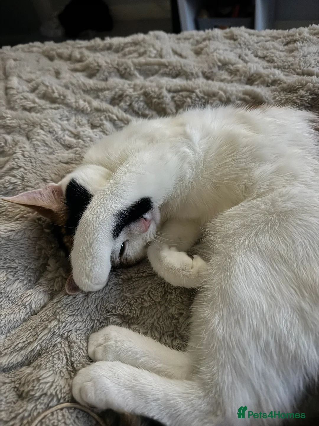 Domestic Shorthair cats for sale: 10 month old Calico Kitten - Advert 4