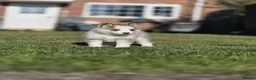 Pomsky dogs for sale: Beautiful F3 Pomsky Puppies - Advert 11