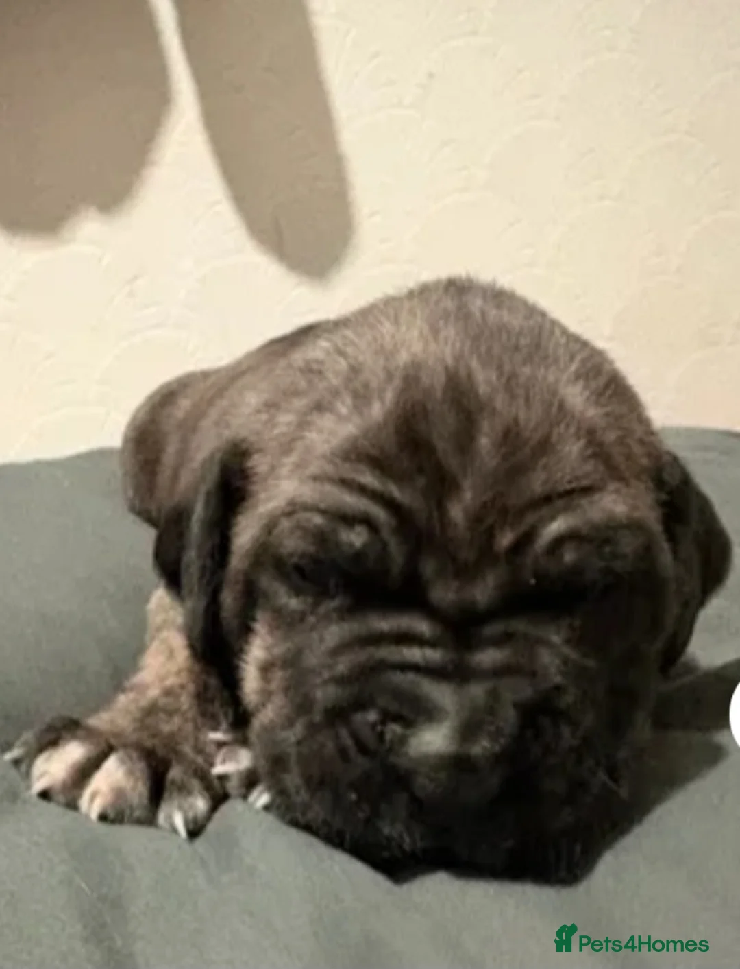 Cane Corso dogs for sale: Cane corsos in Rotherham - Advert 6