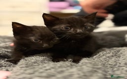 Mixed Breed cats for sale: Two black kittens ready to go now  - Image 5