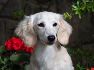 Miniature Dachshund dogs KC Reg Health Tested Longhaired Pale Cream 🤍 - Advert 23