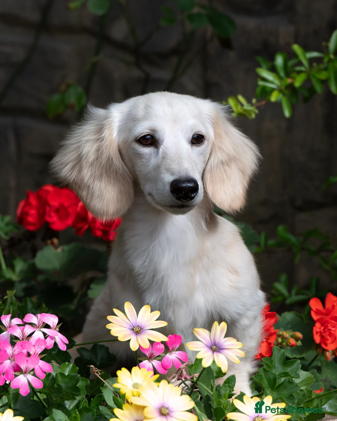 Miniature Dachshund dogs for stud: KC Reg Health Tested Longhaired Pale Cream 🤍 - Advert 1