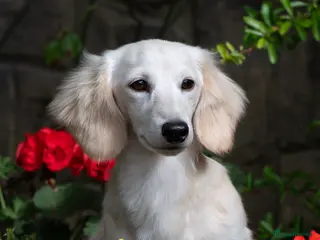 Miniature Dachshund dogs KC Reg Health Tested Longhaired Pale Cream 🤍 - Advert 13