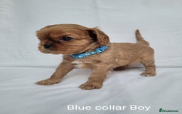 Cavalier King Charles Spaniel dogs for sale: Stunning Cavalier Puppies–Champ Blood,HealthTested - Image 11