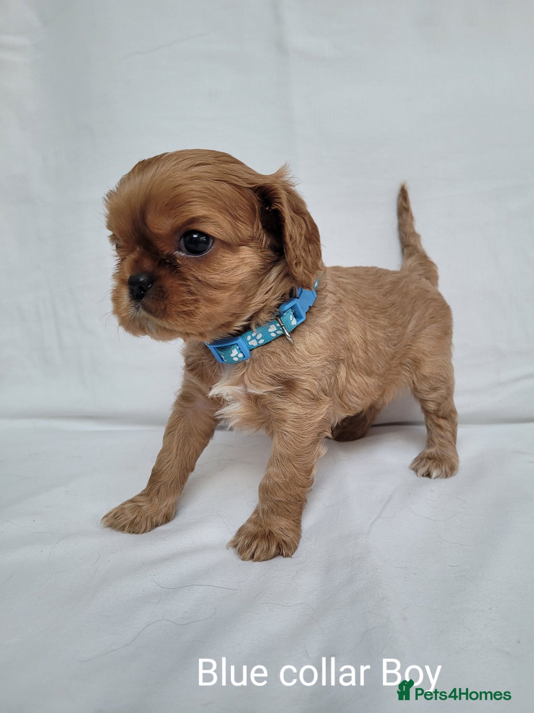 Cavalier King Charles Spaniel dogs for sale: Stunning Cavalier Puppies–Champ Blood,HealthTested - Image 11