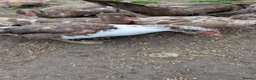Ducks poultry for sale: 3 Muscovy Drakes - chocolate/pied markings in Bradford - Advert 7