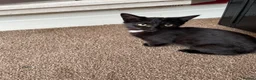 Mixed Breed cats for sale: Kittens for sale - Advert 3